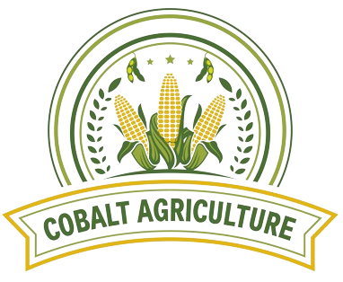 A logo of corn on the cob with leaves around it.