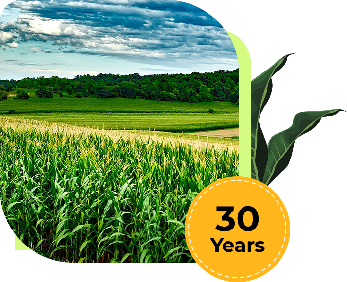 A field of corn with trees in the background.