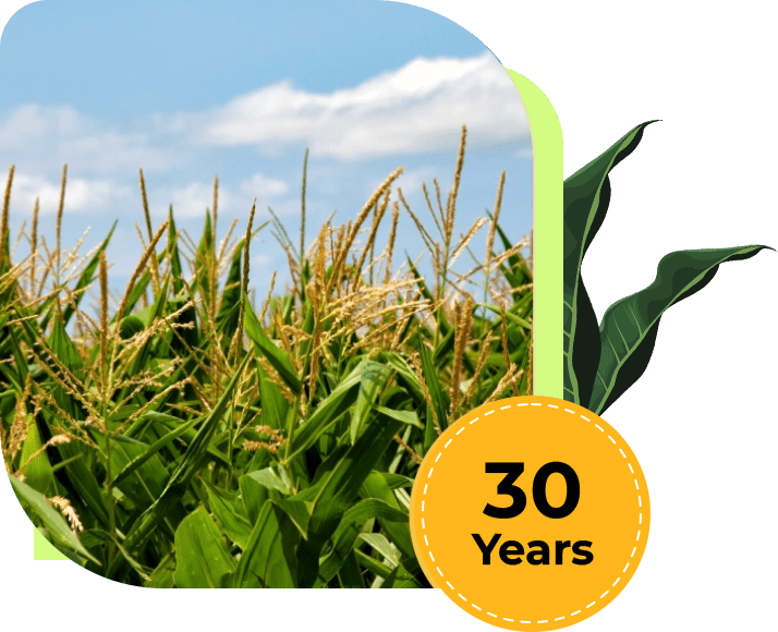 A field of corn with the words 3 0 years in front.